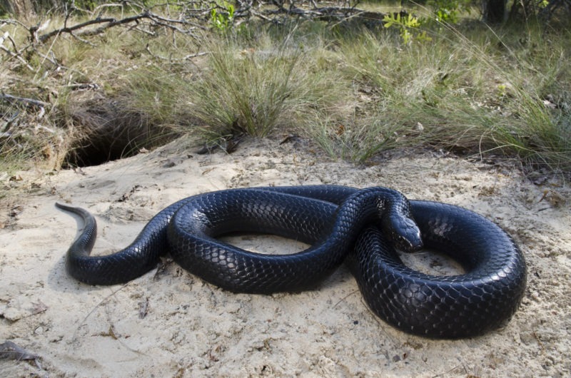 The Eastern Indigo Snake