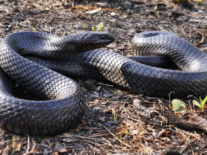 indigo snake habitat