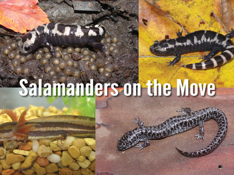 Marbled Salamander Movements The Orianne Society