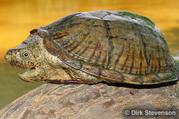 On the Road: Alabama Turtle Survey | The Orianne Society