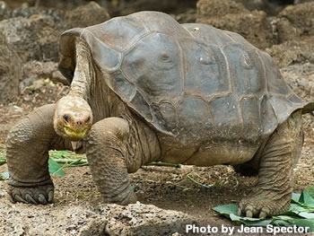 Lonesome George, a Pattern of Extinction | The Orianne Society