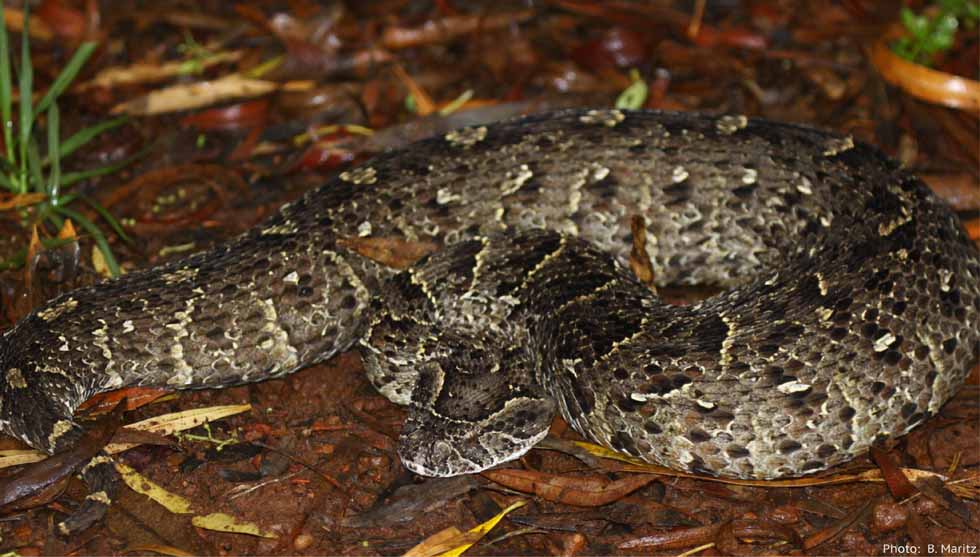 Katie of the Sonoran Desert: A model for viper conservation education ...