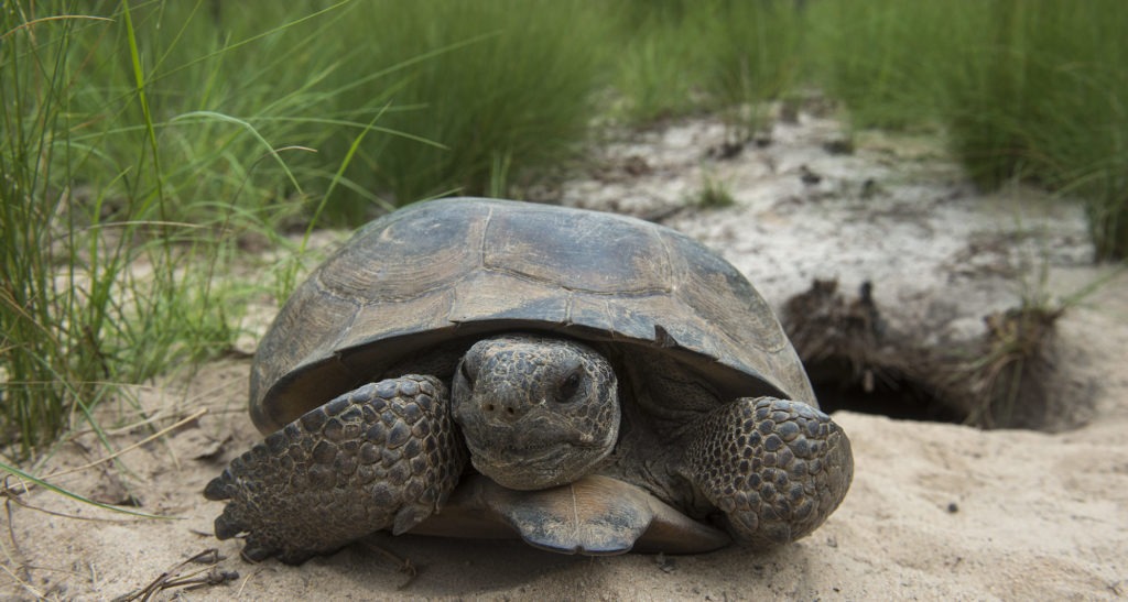 Gopher Tortoise