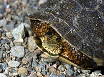 5 Turtles We Should Be Talking About