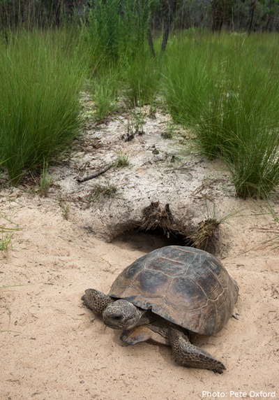 Gopher Tortoise Initiative: A Partnership to Conserve the Gopher ...