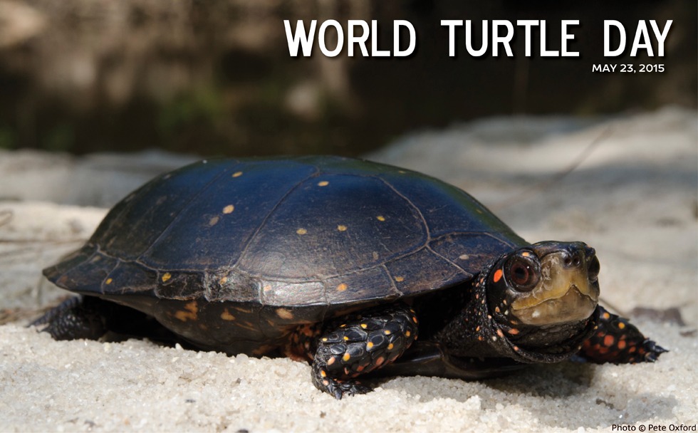 World Turtle Day 2015 - The Orianne Society