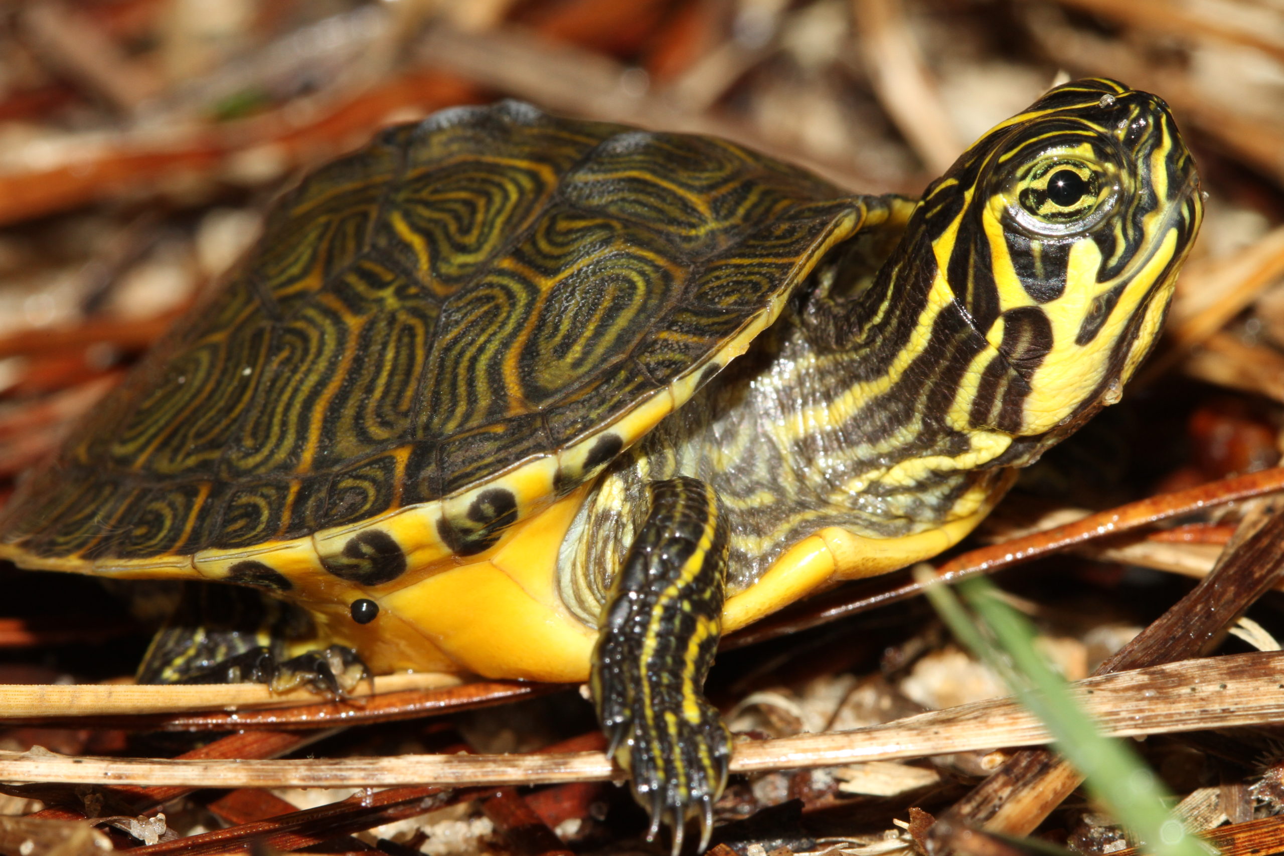 Shedding Light on Disappearing Turtle Populations - The Orianne Society