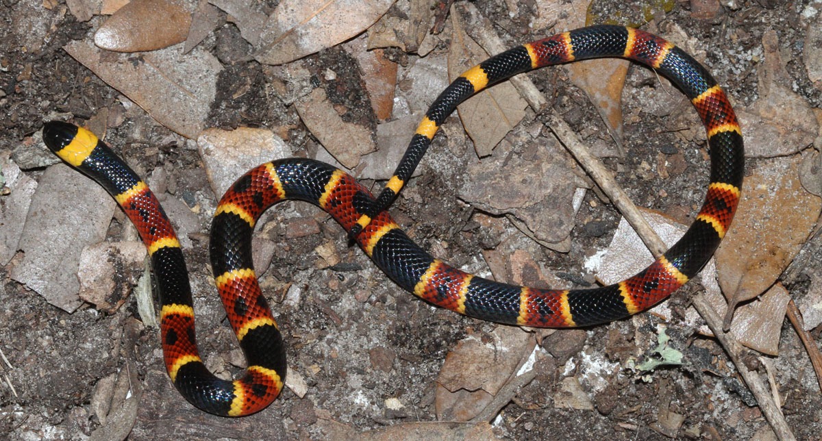 red black and yellow snake        <h3 class=