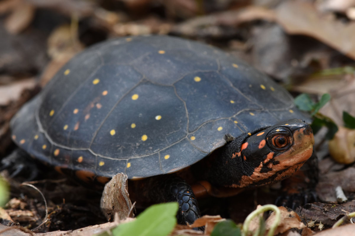 Six Years Of Spotted Turtle Monitoring The Orianne Society 