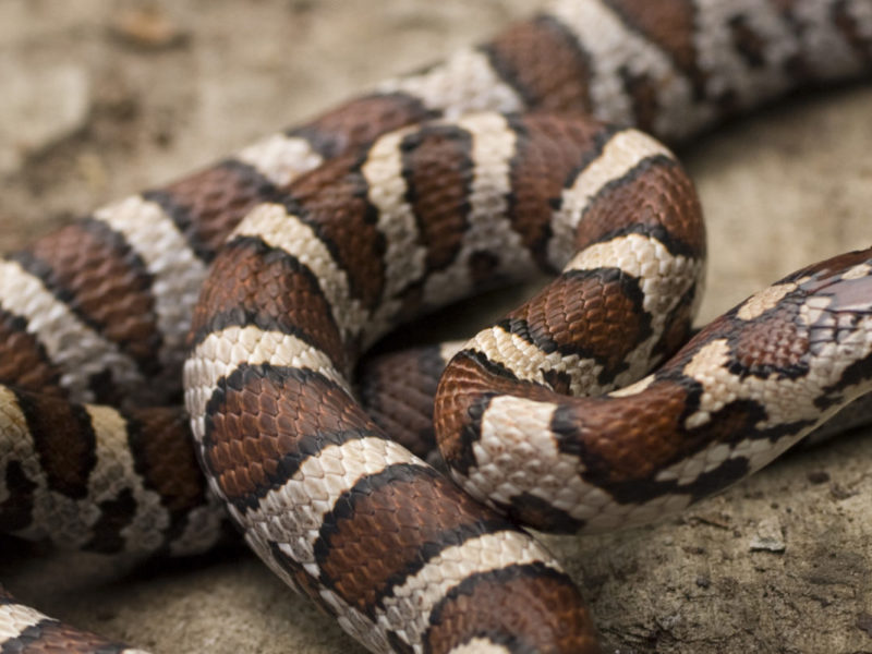 On Myths And Milksnakes The Orianne Society