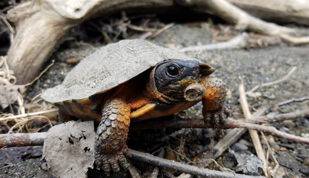 On Snails and Slugs: A Wood Turtle's Perspective