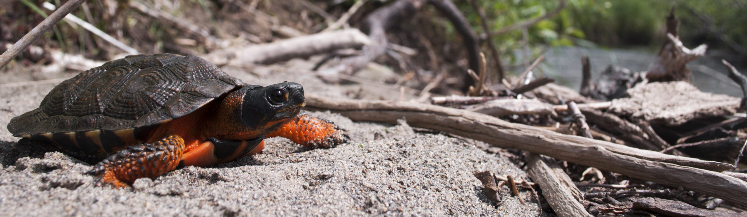 Elusive Wood Turtles - The Orianne Society