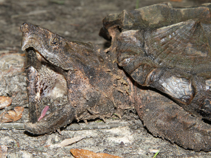 Understanding the Distribution of Suwannee Alligator Snapping Turtles ...