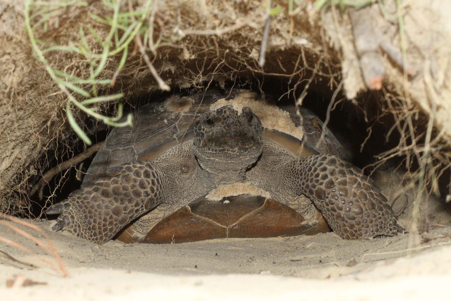 Monitoring Gopher Tortoises on the Orianne Indigo Snake Preserve - The ...