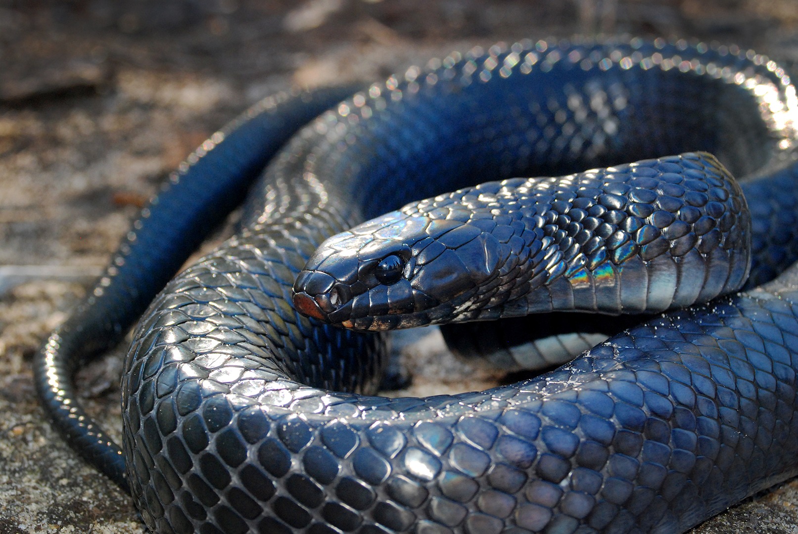blue indigo snake pictures