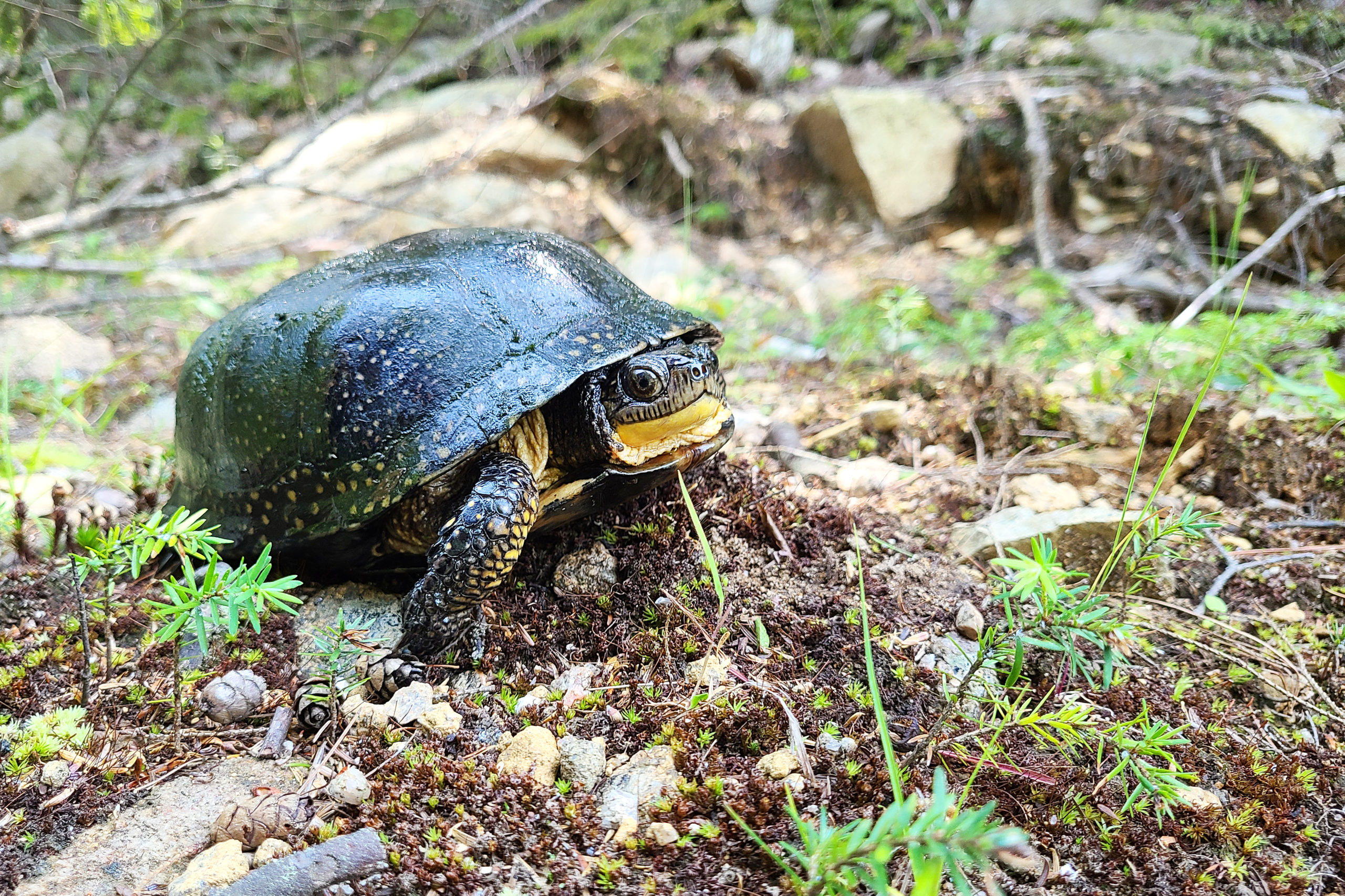 Blanding's Turtle | Priority Species