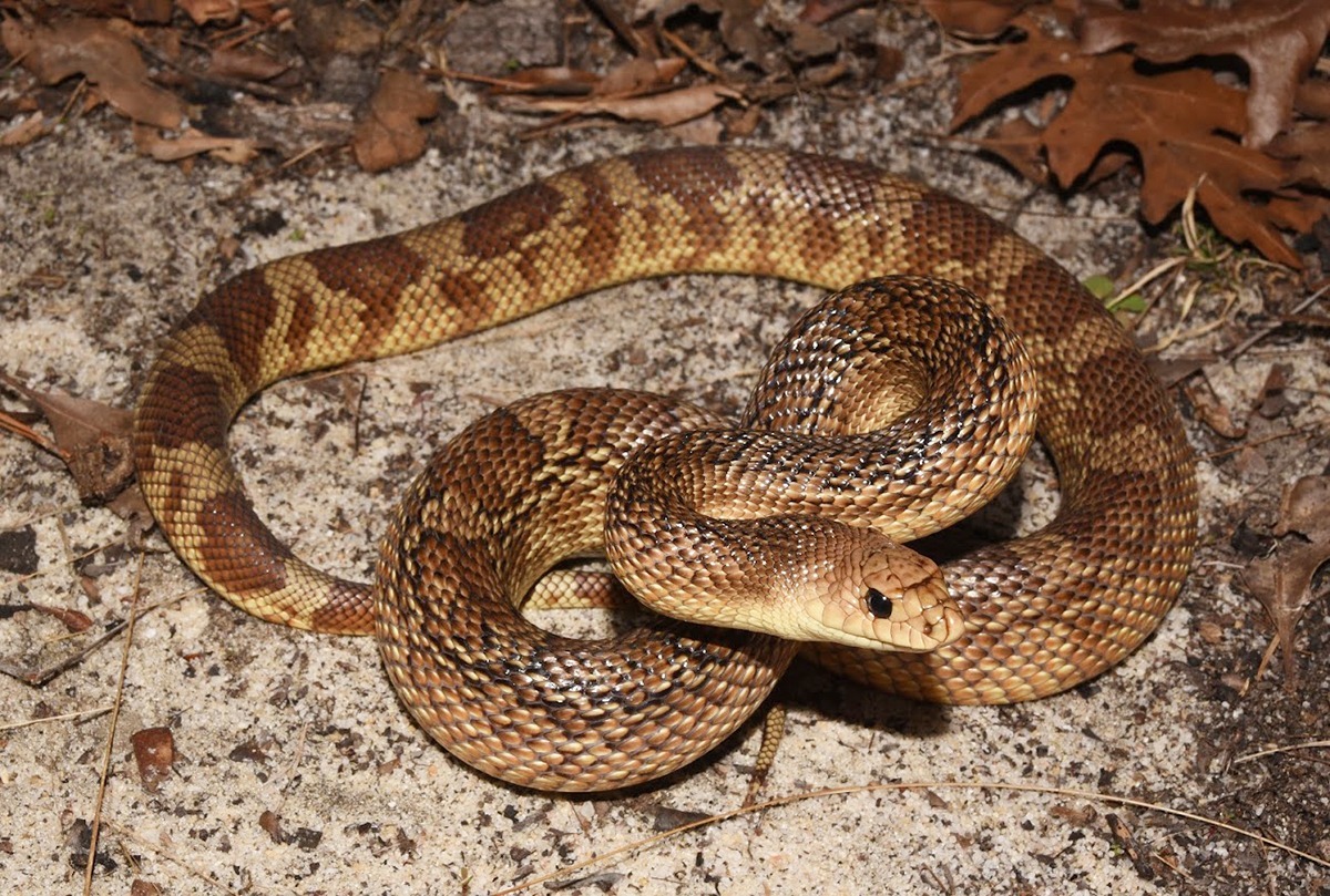 Technician Spotlight: Kevin Hutcheson, Surveying for Rare Snakes - The ...