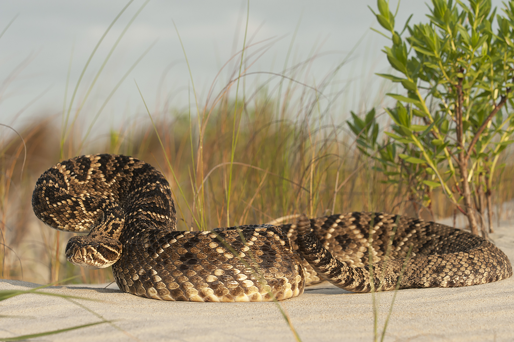 On The Trail Of The Eastern Diamondback Rattlesnake 