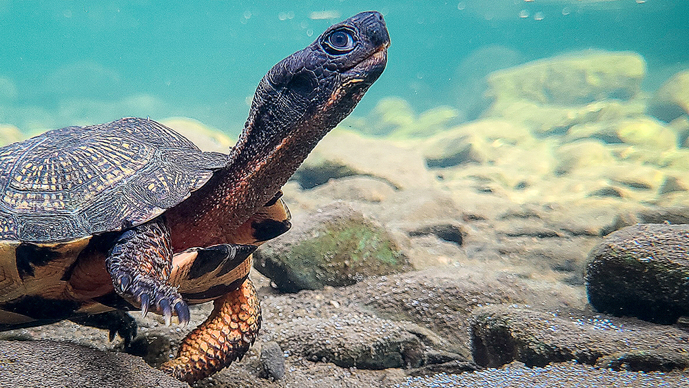 Hudson-Berkshire Turtle Conservation - The Orianne Society