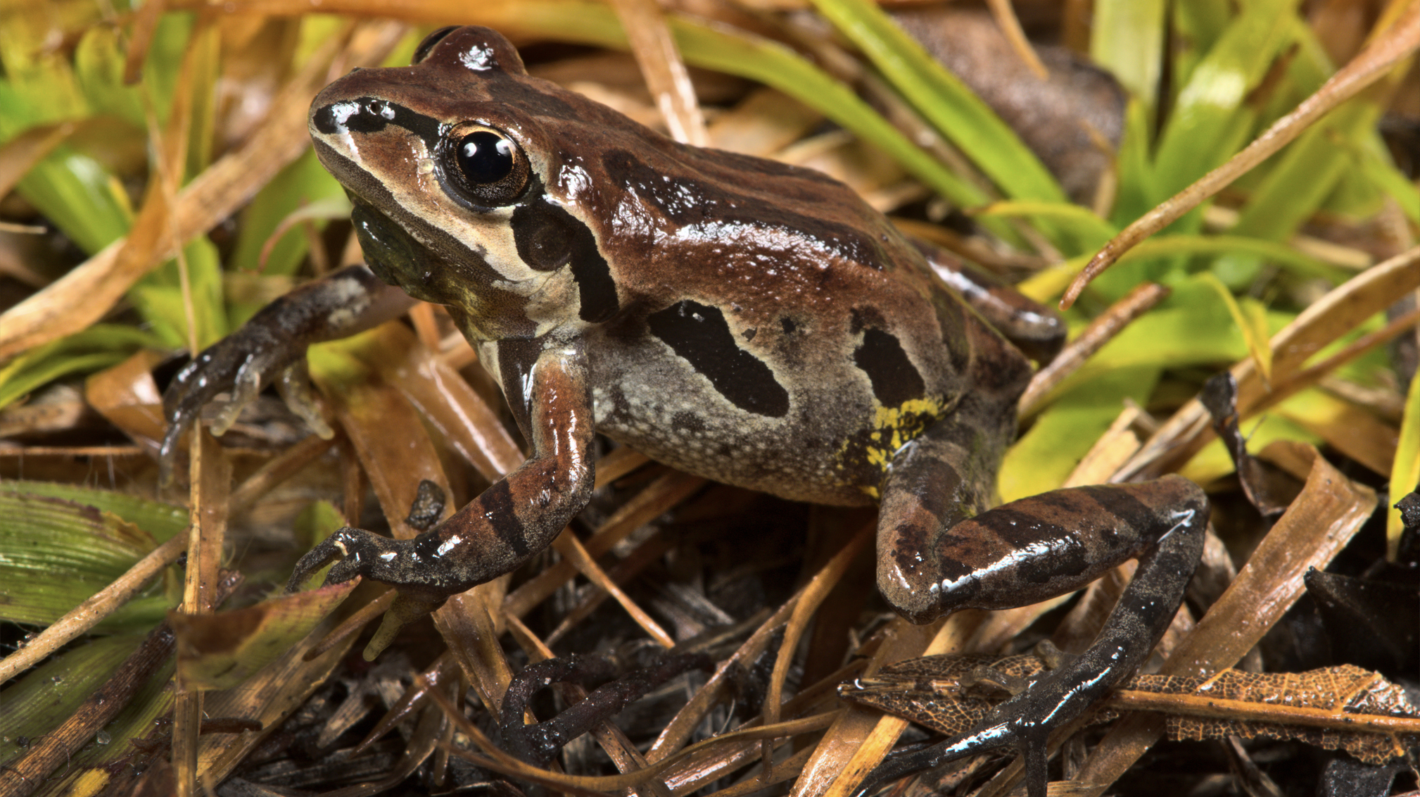 Ornate Chorus Frogs The Orianne Society