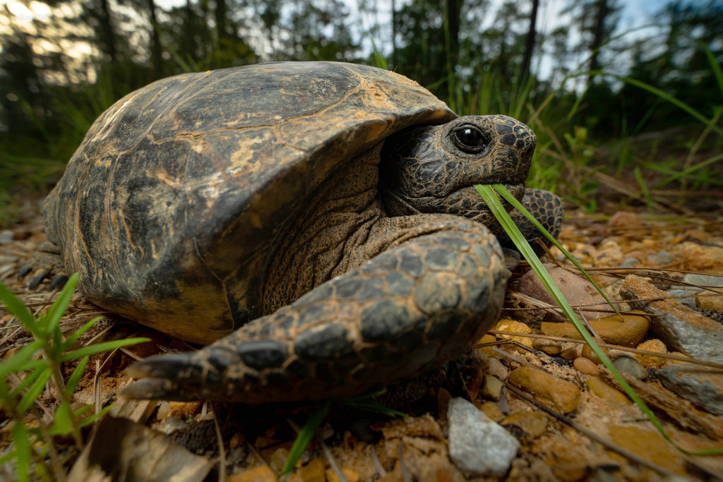 Gopher Tortoise - The Orianne Society