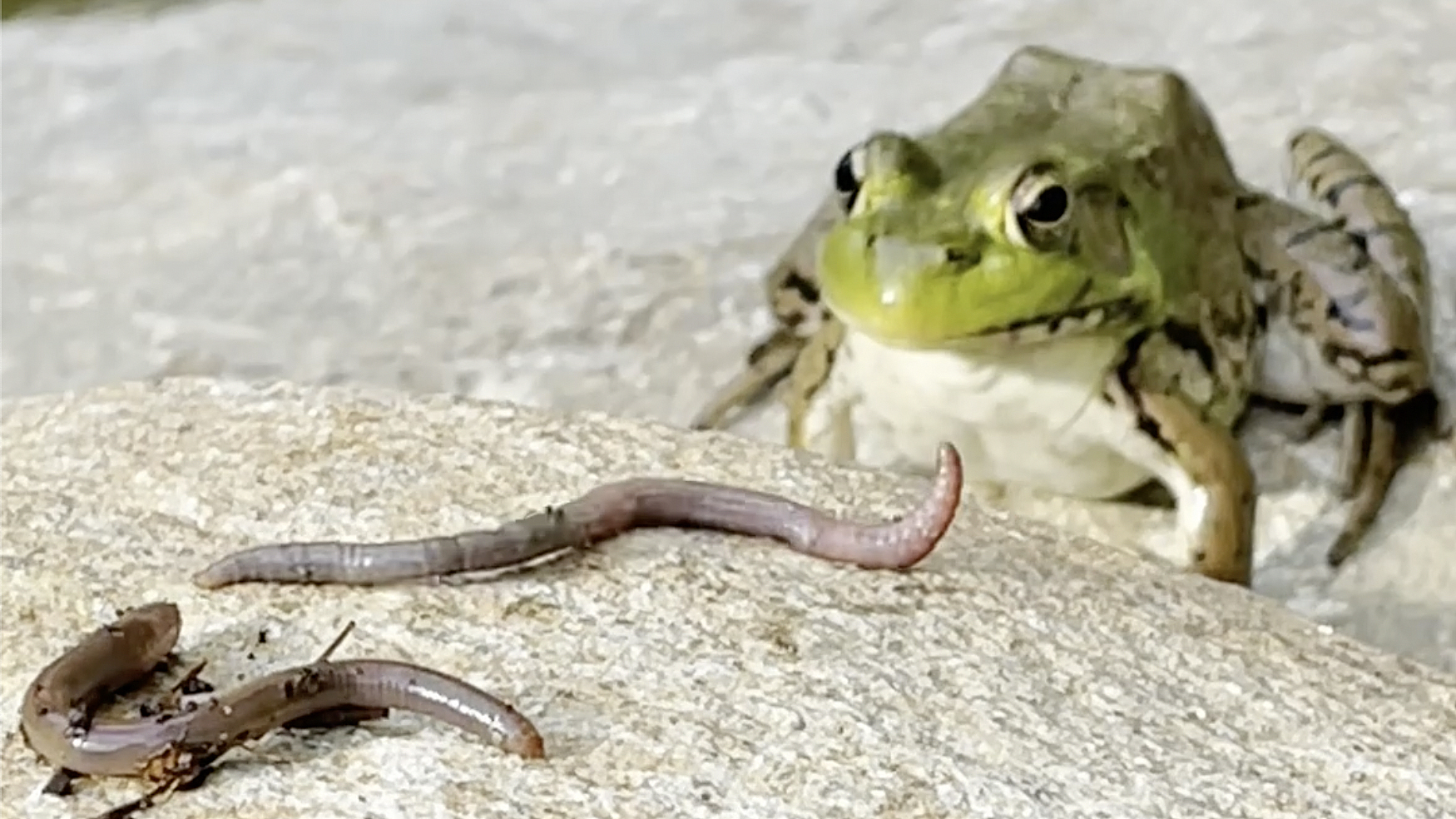 frog catching prey