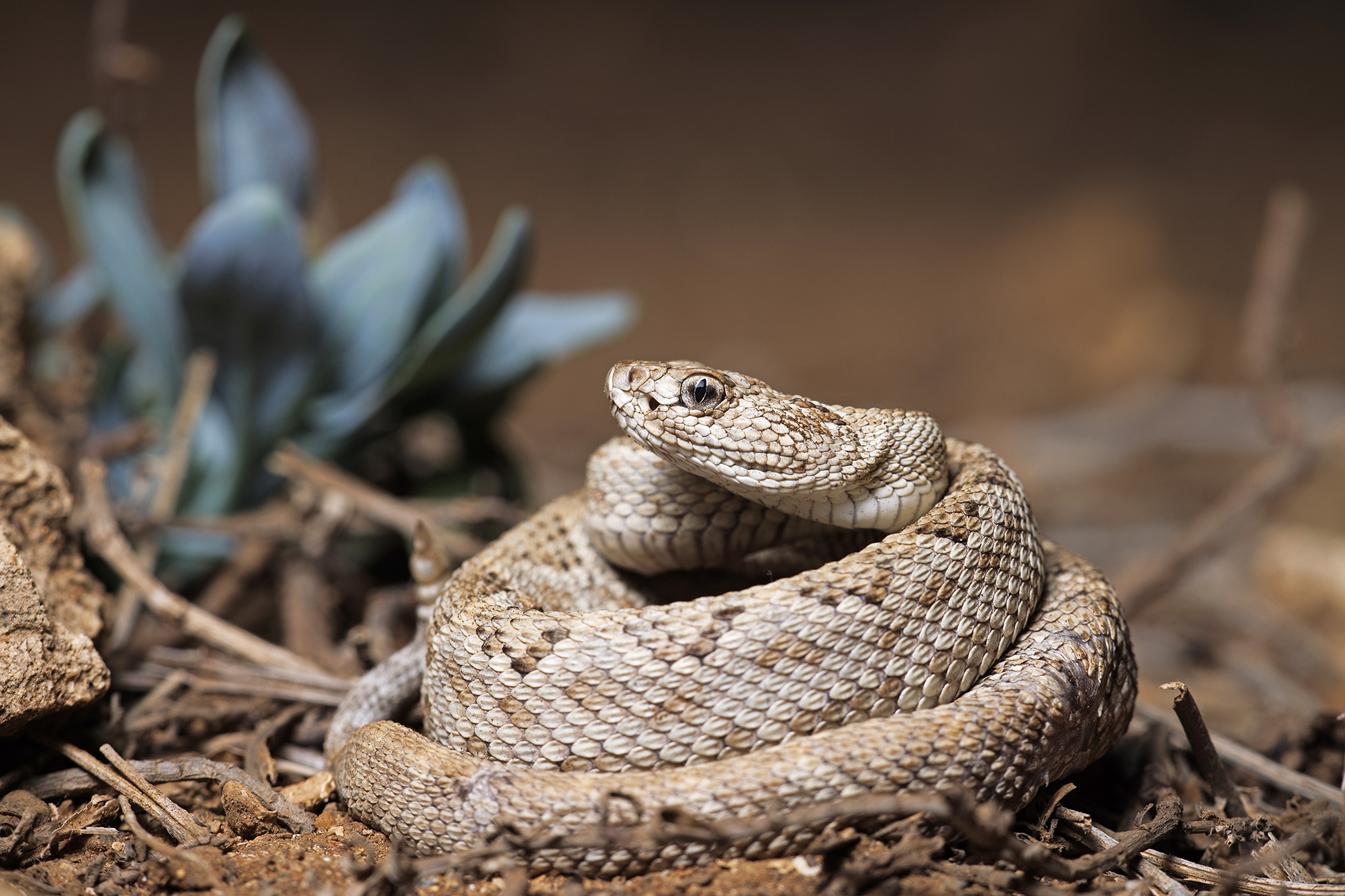 Aruba Island Rattlesnake The Orianne Society   RESIZED Crotalusunicolor JakeScott 