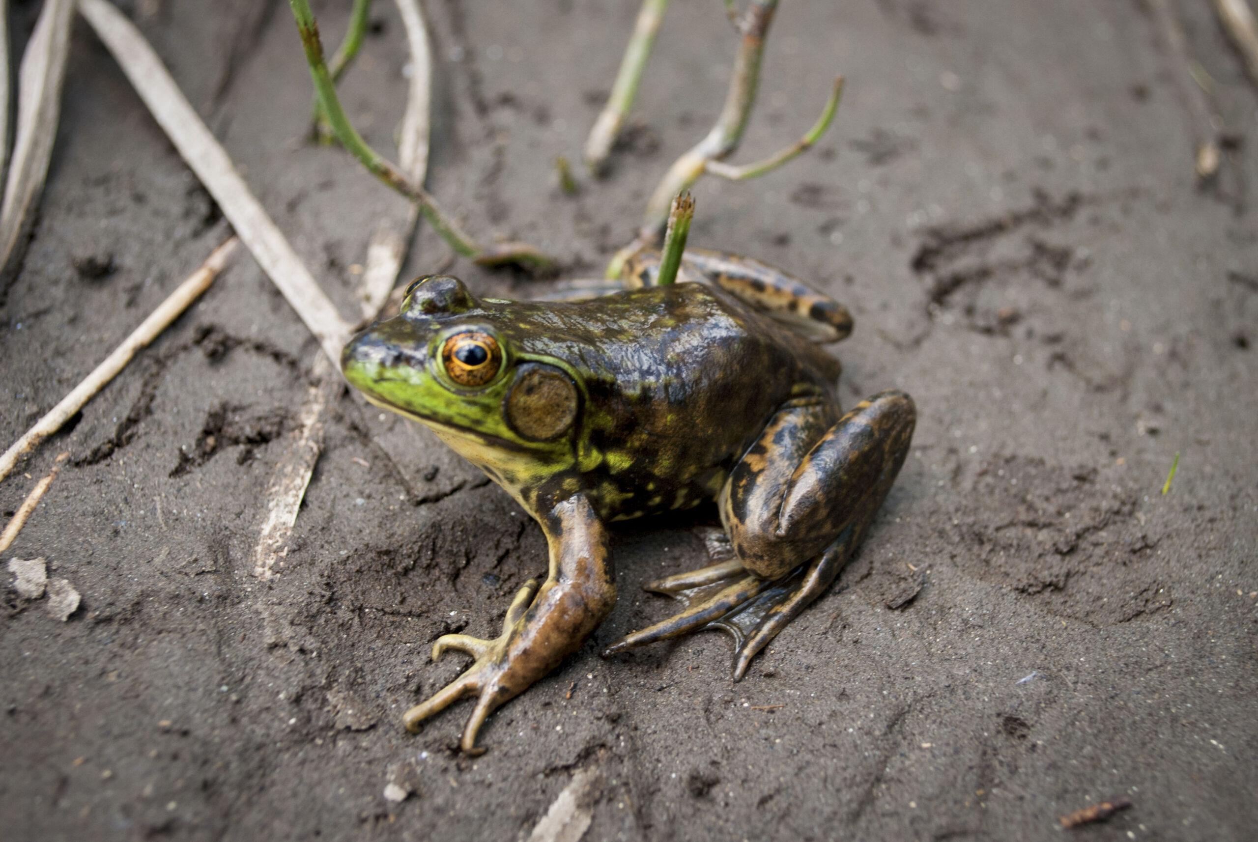 Vanishing in the Background: The Unseen Decline of Reptiles and Amphibians