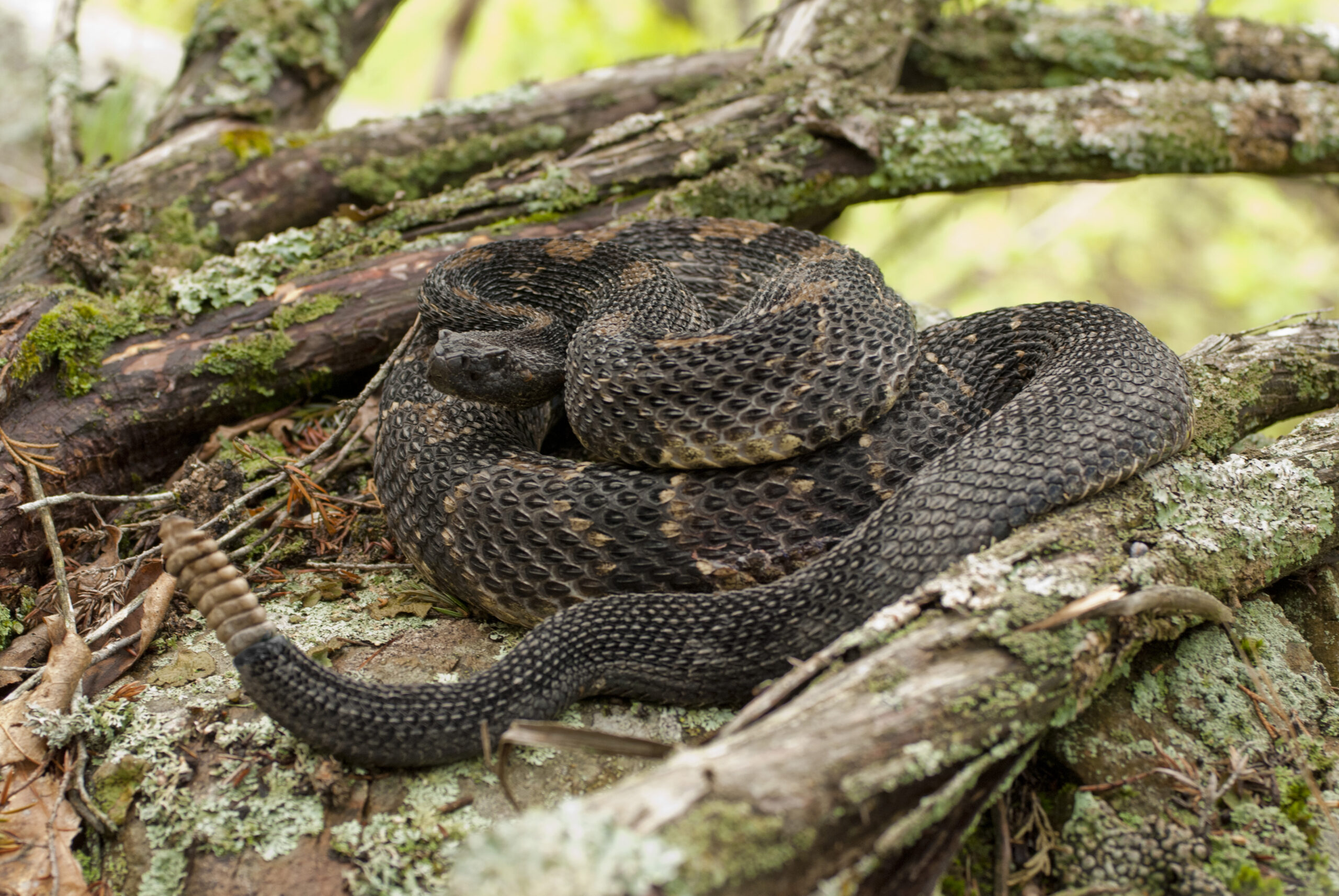 How the Loss of American Chestnuts Impacts Timber Rattlesnakes Today