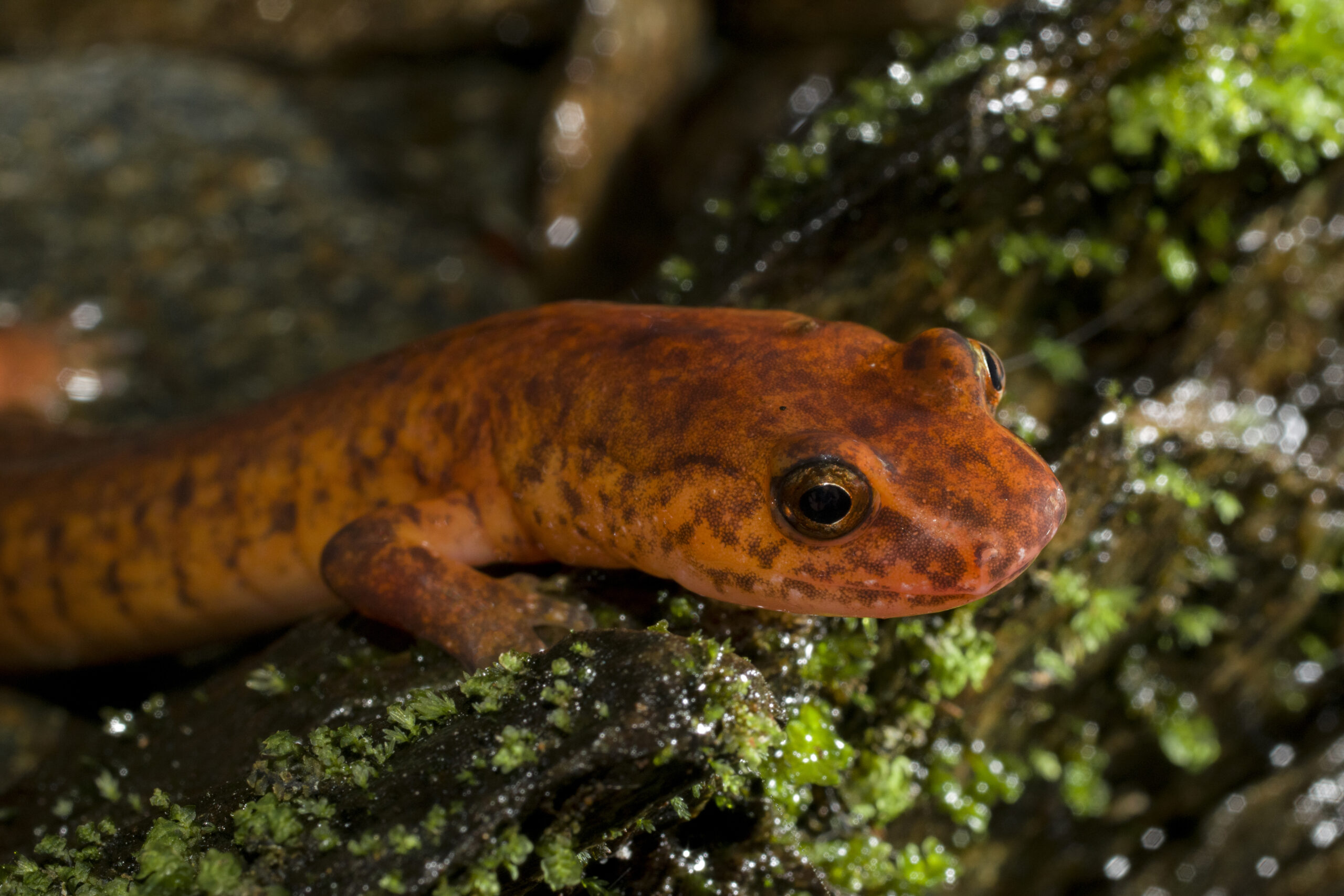 Northern Spring Salamanders, a Jewel of the Forest - The Orianne Society